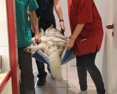 Transporthilfe Hunde