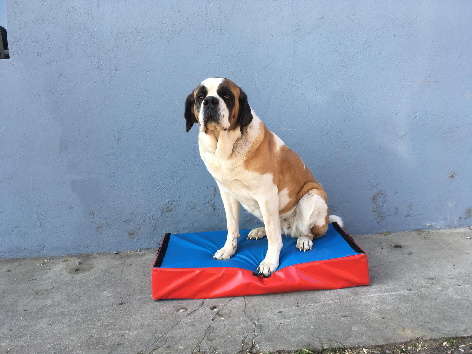Swiss Diamond Step-Balance Animal