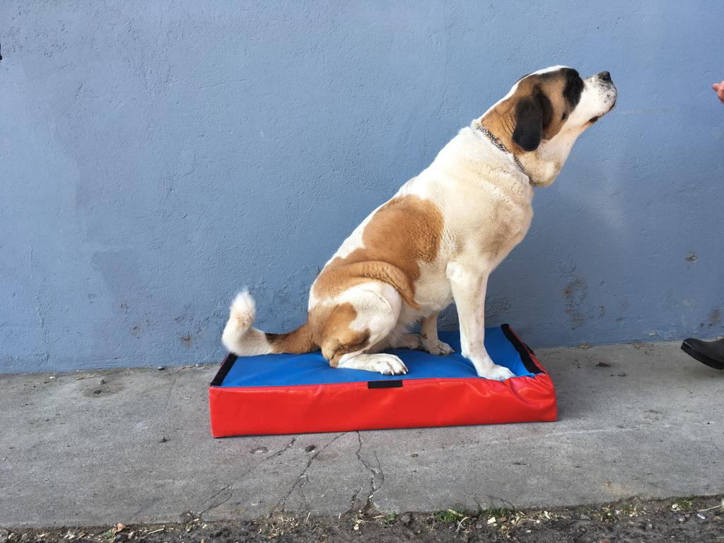 Swiss Diamond Step-Balance Animal
