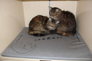Unterlage Katze