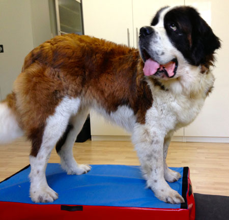 Step-Balance Animal