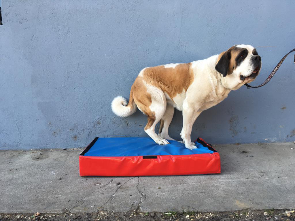 Swiss Diamond Step-Balance Animal