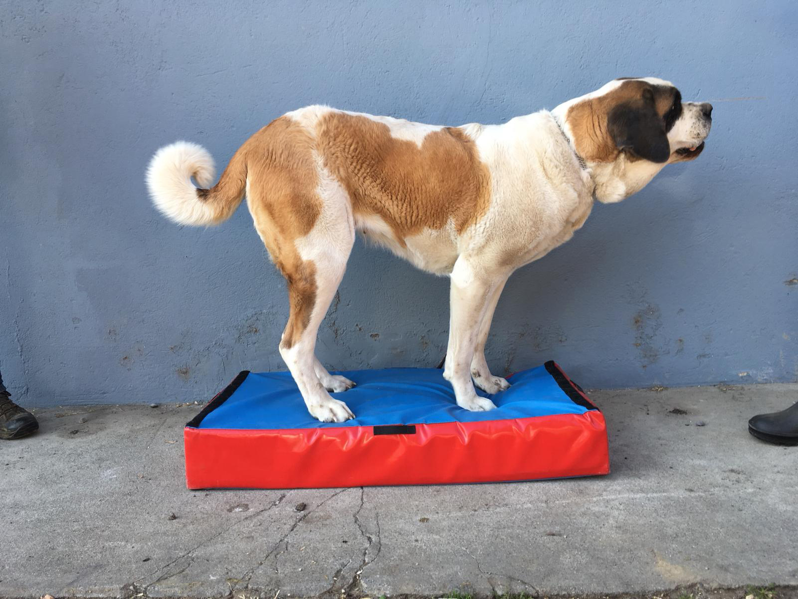 Swiss Diamond Step-Balance Animal