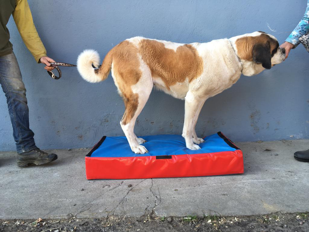 Swiss Diamond Step-Balance Animal