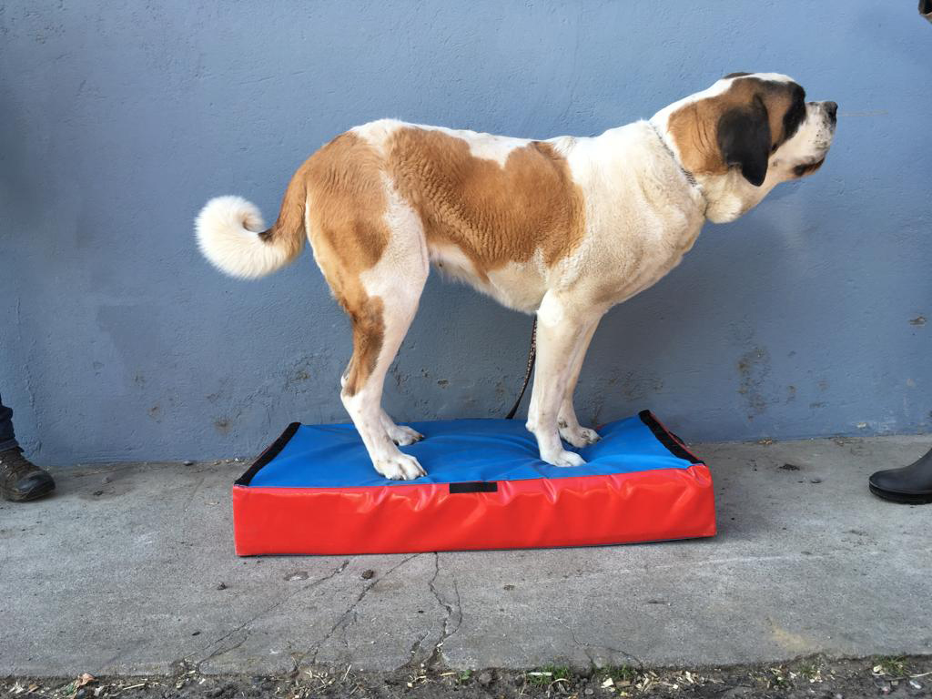 Swiss Diamond Step-Balance Animal
